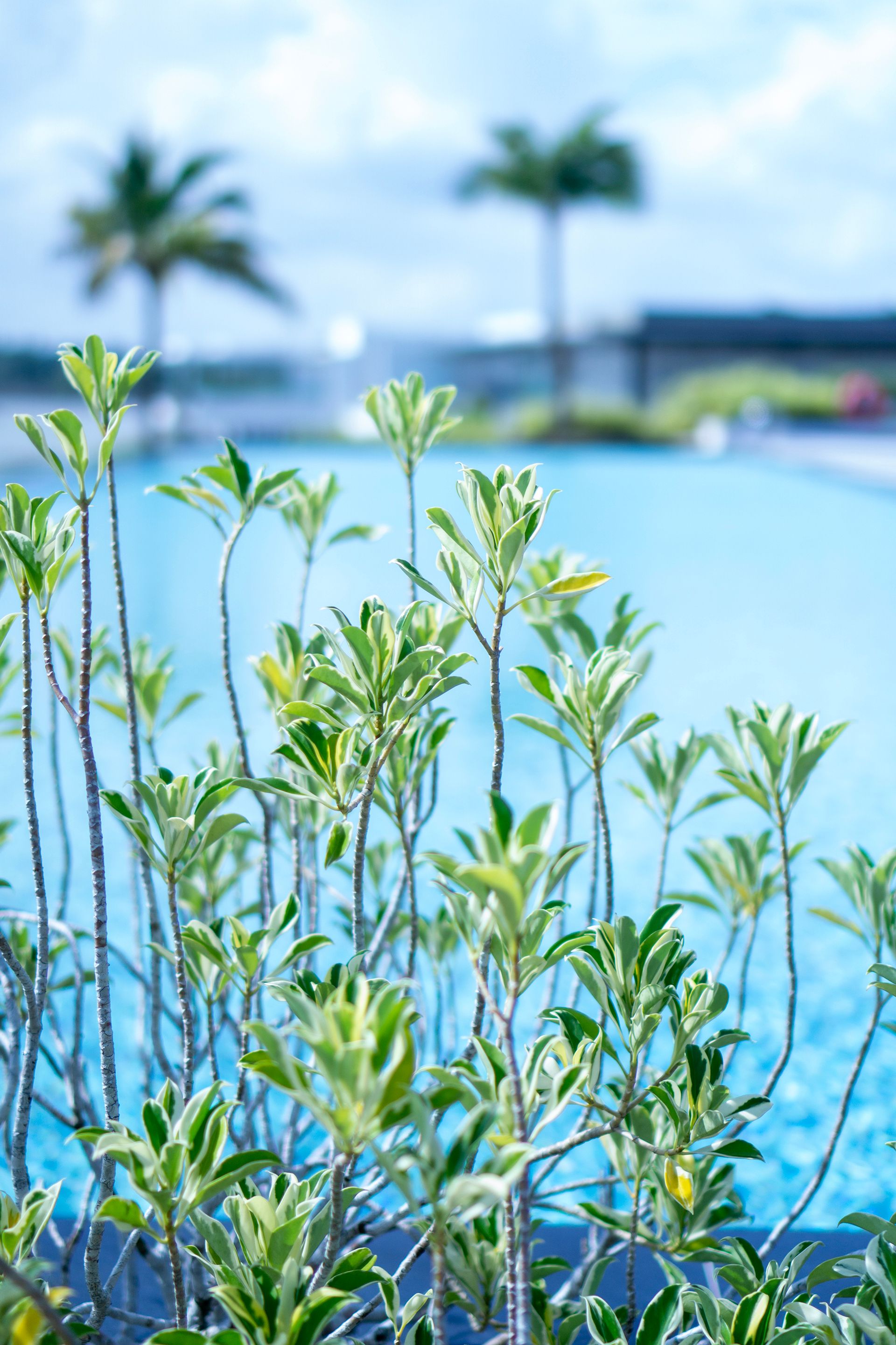 Vibrant green leaves with a serene pool and palm trees, capturing a summer vibe.