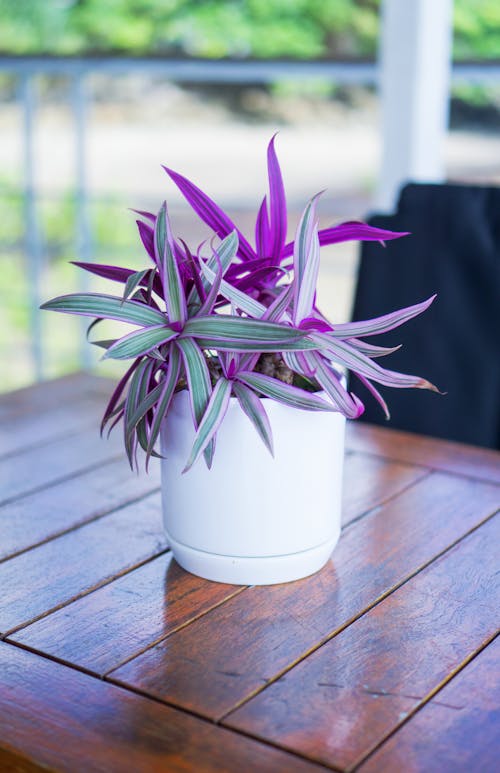 Purple Plant on Table