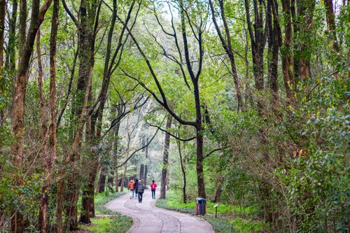 Free Peaceful forest trail with people walking in Nanjing, showcasing lush greenery and tranquility. Stock Photo