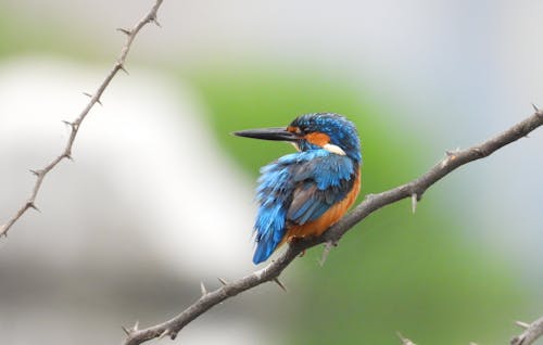 A bird sitting on a branch