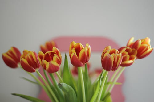 Ảnh lưu trữ miễn phí về bó hoa, hoa, Hoa tulip