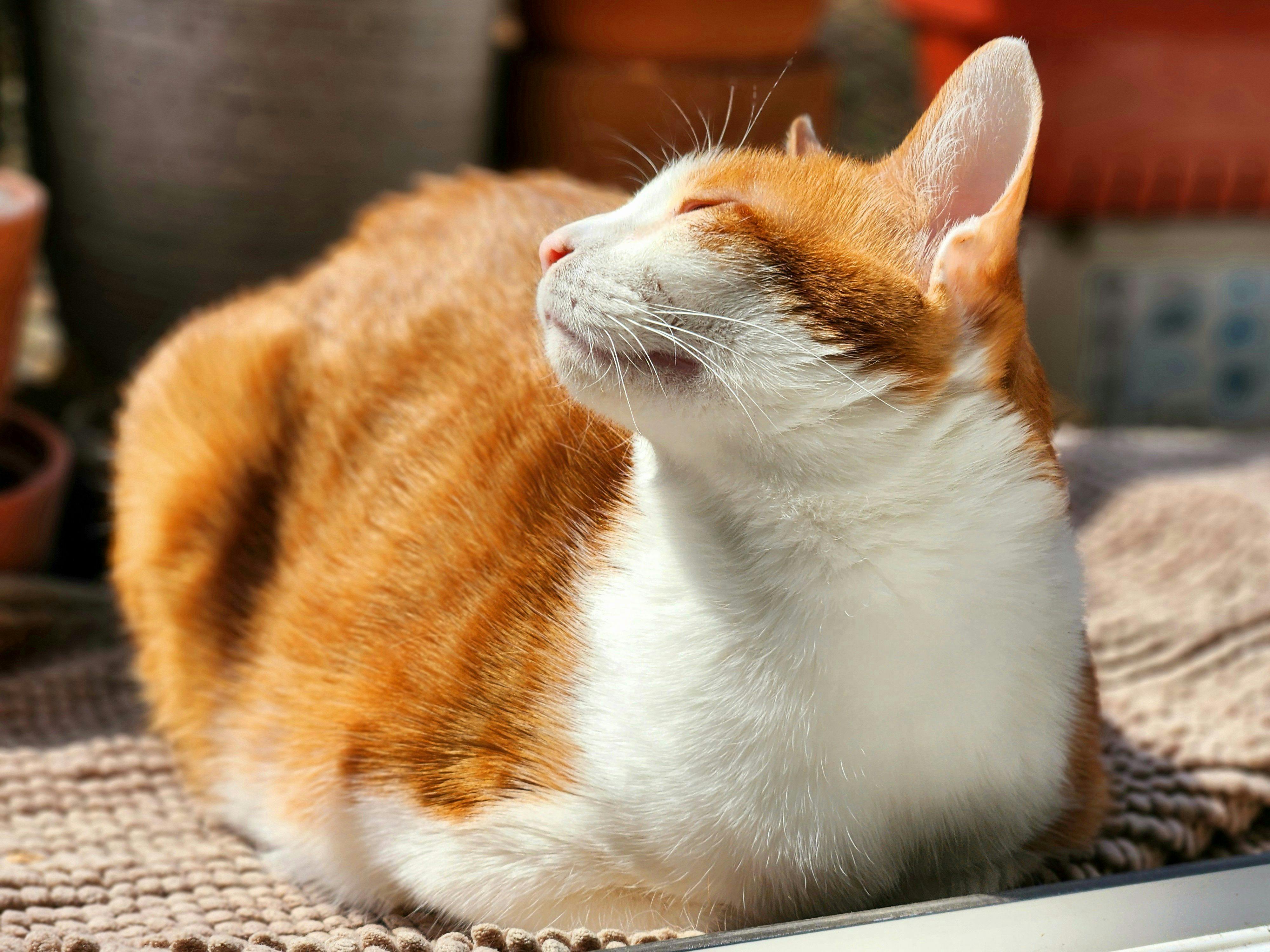 Ginger cat basks in sunlight on a warm day outdoors, exuding peacefulness and relaxation.