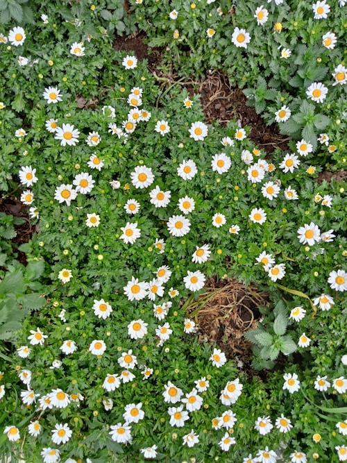 A field of white and yellow daisies