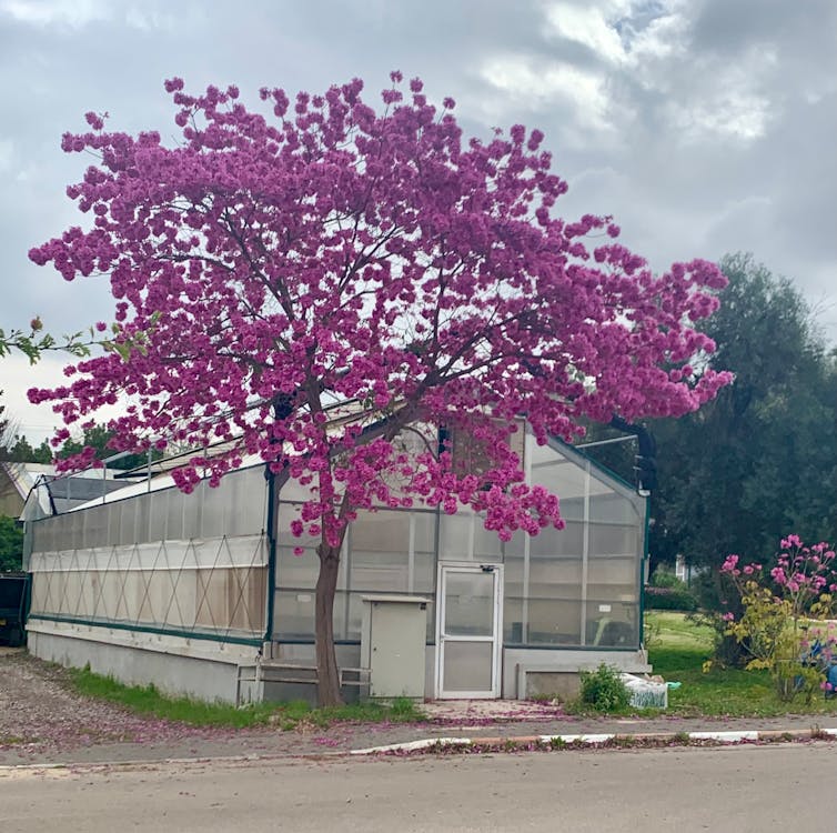 Fotos de stock gratuitas de @al aire libre, agricultura, árbol de trompeta rosa