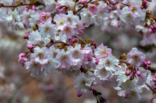 Ilmainen kuvapankkikuva tunnisteilla jousi, kasvi, kirsikkapuu