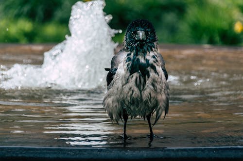 Бесплатное стоковое фото с мокрый, Ожог-Ворона, птица