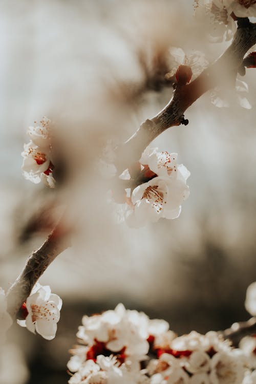 Foto stok gratis alam, bunga putih, cabang