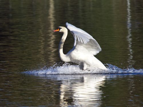 Free A majestic swan with wings outstretched gracefully gliding across a serene lake. Stock Photo