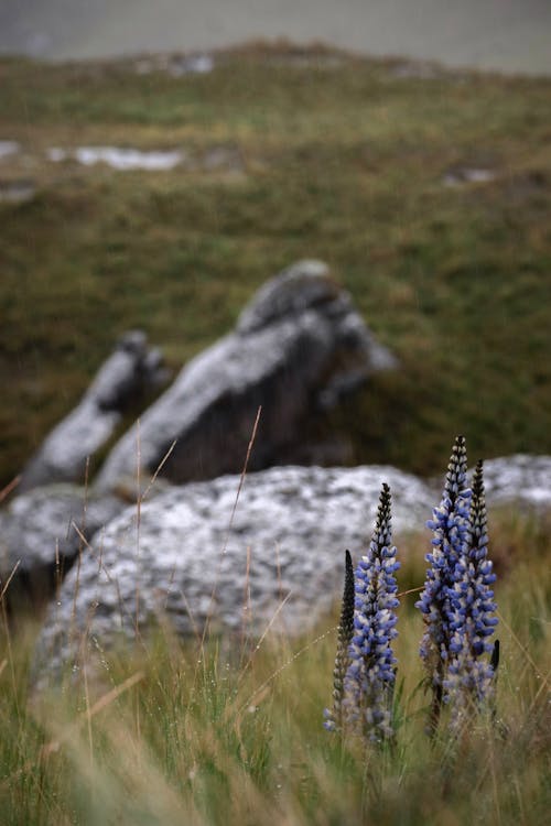 Fotobanka s bezplatnými fotkami na tému bylinka, dedinský, divé kvety