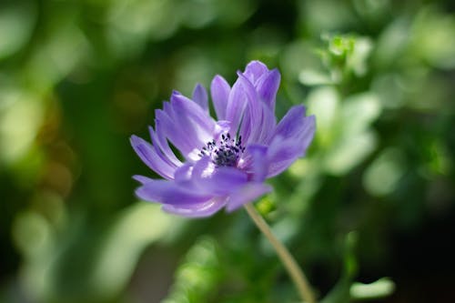 A purple flower with green leaves in the background