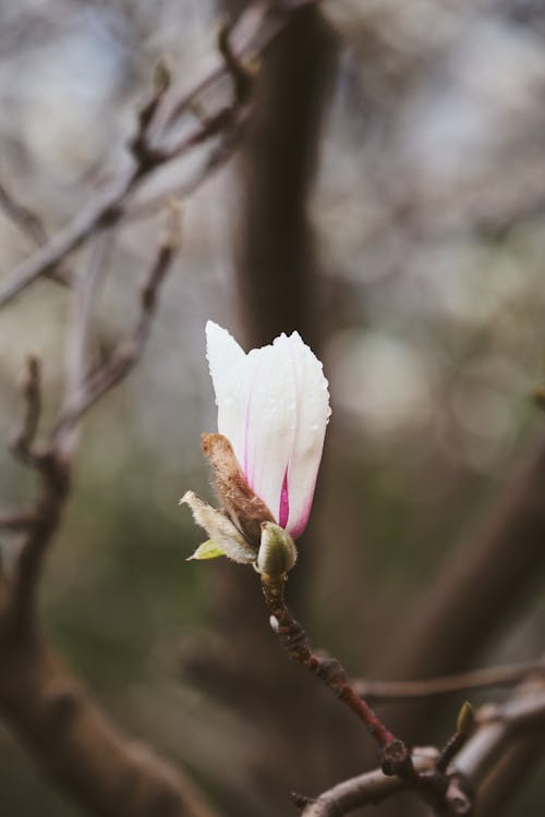 A single white flower on a branch