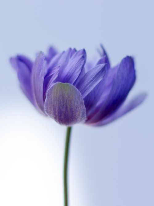 Free Detailed side view of a purple anemone blossom with soft petals, showcasing natural beauty. Stock Photo