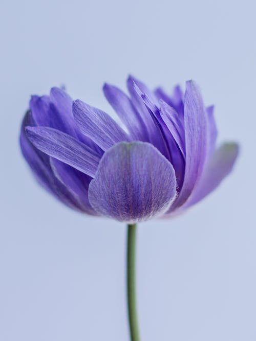 Single Purple Flower