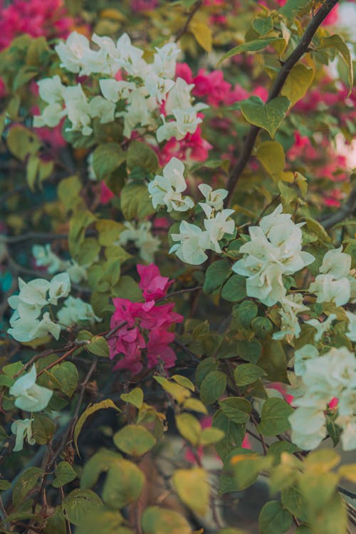 Бесплатное стоковое фото с paperflowers, белые цветы, бугенвиллия глабра