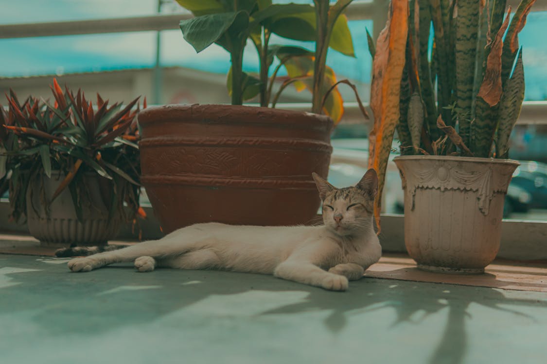 Affordable online vet advice for cat urinary tract infections 3 urinary tract infection