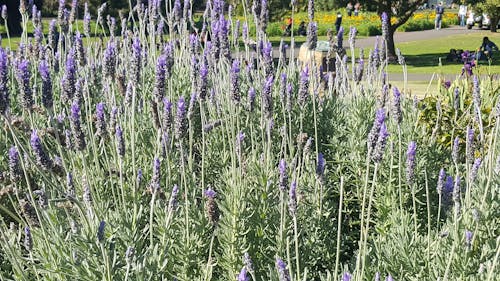 Gratis arkivbilde med blomst, blomster, botanisk hage