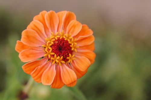 Free A stunning close-up of an orange zinnia flower showing intricate details and vivid colors. Stock Photo