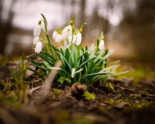 Бесплатное стоковое фото с весна, виньетка, выборочный фокус