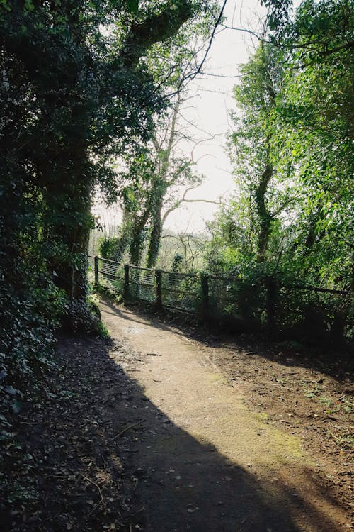 A path through the woods with trees and bushes