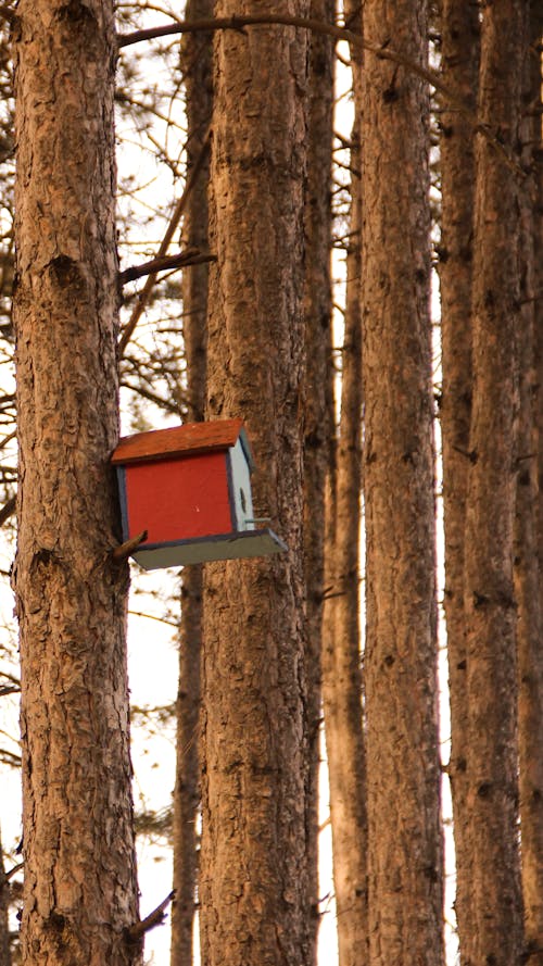 Foto profissional grátis de árvores florestais, casa de passarinho, cinemagrafia