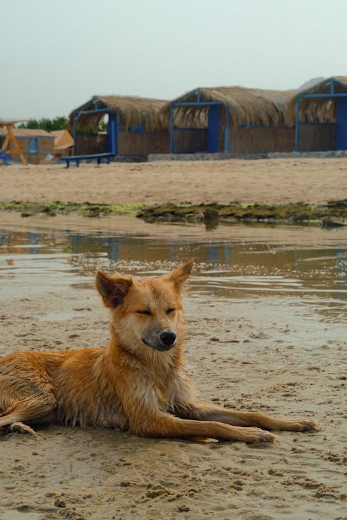 Foto d'estoc gratuïta de dingo, enfocament selectiu, establint