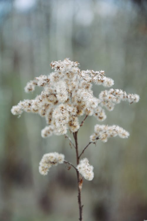 Foto d'estoc gratuïta de blanc, enfocament selectiu, flor