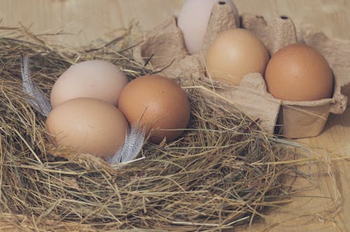 Kostnadsfri bild av ägg, äggskal, bio