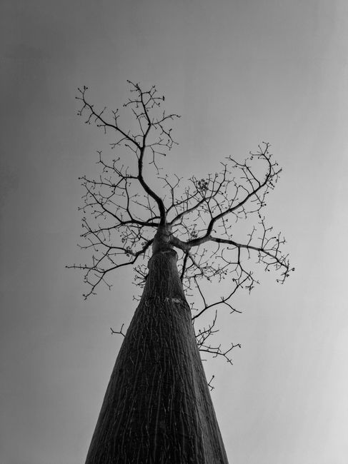 Low angle view of a bare deciduous tree in black and white, showcasing branches against a clear sky.