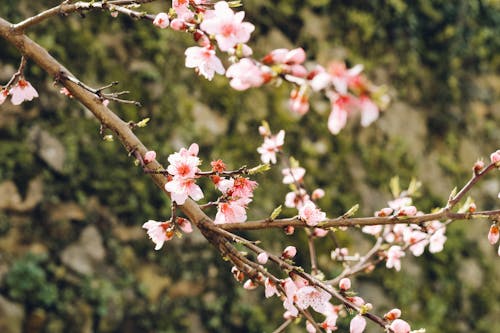 Gratis stockfoto met bloesems, groen bureaublad, kers