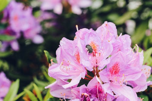 Foto stok gratis alam, beetle, berwarna merah muda