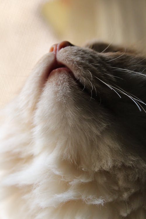 Бесплатное стоковое фото с вертикальный выстрел, глаз кошки, домашняя кошка
