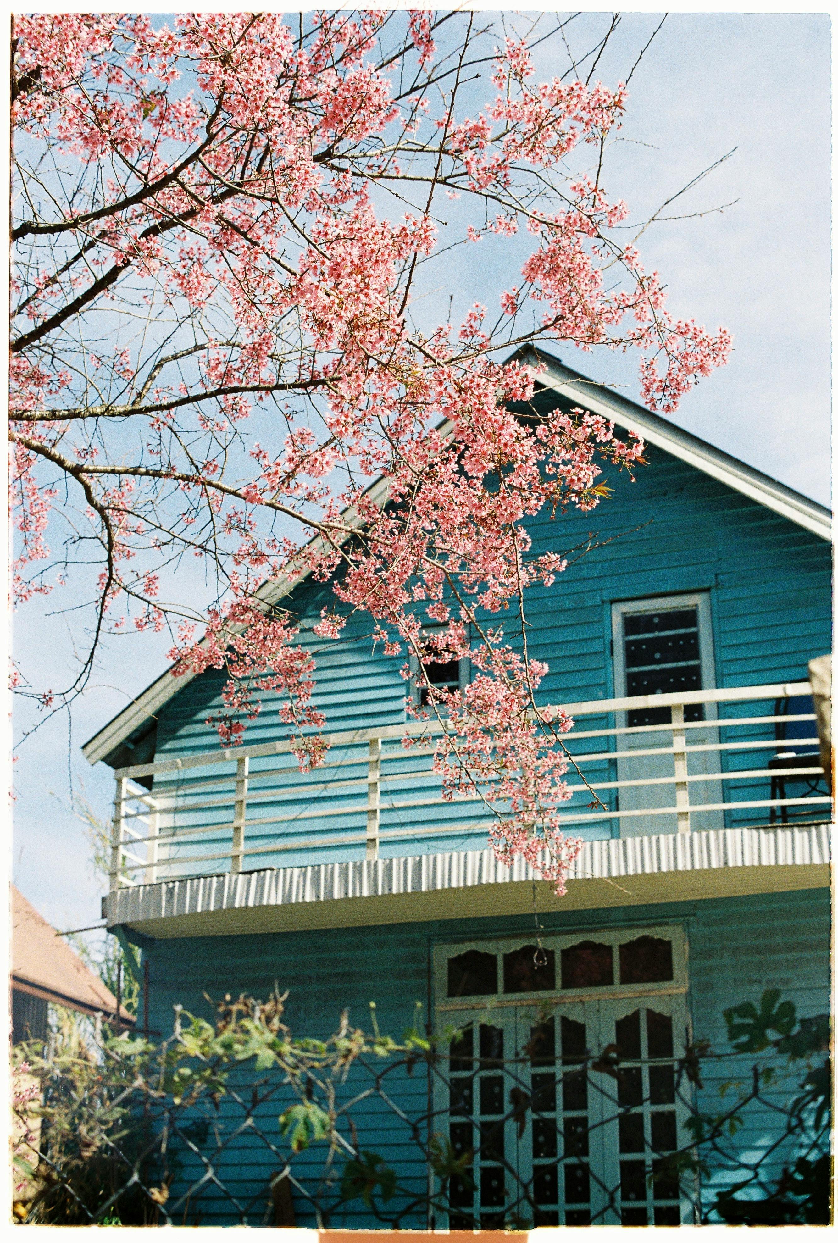 Charming blue house with blooming cherry blossoms and a clear spring sky.