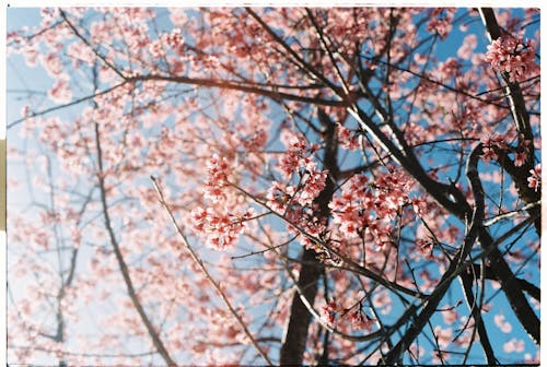A photo of a cherry blossom tree with blue sky