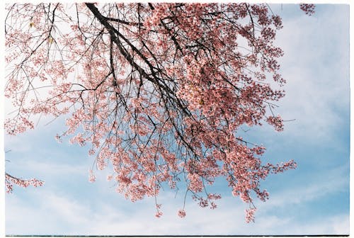 Cherry blossom tree in bloom - canvas print