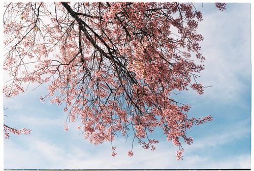 Free Cherry blossom branches against a clear blue sky, symbolizing spring. Stock Photo