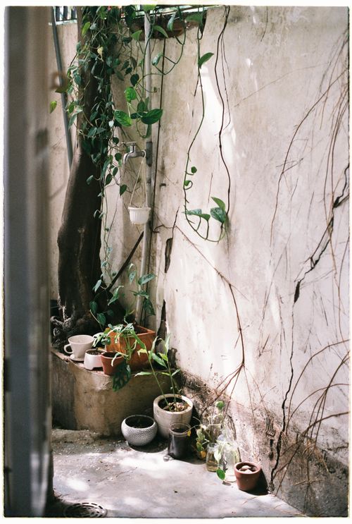 Free A tranquil outdoor corner with various potted plants and climbing vines on a sunlit wall. Stock Photo
