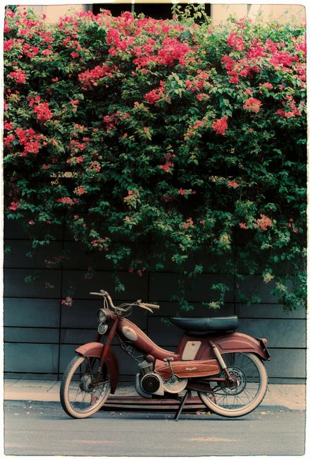 A classic red motorbike parked under a vibrant flowering bush on a city street.