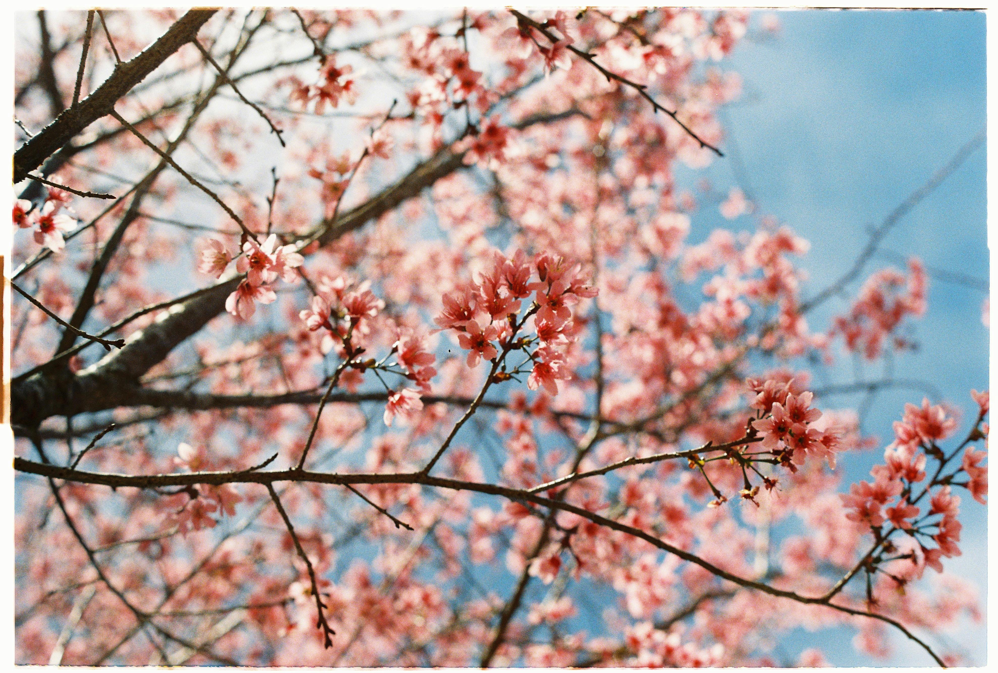 Lush cherry blossoms on branches against a blue sky, symbolizing spring's arrival.