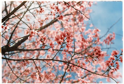 Fotobanka s bezplatnými fotkami na tému čerešňa, jar, kvety ovocných stromov