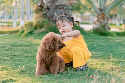 Foto profissional grátis de animal, animal de estimação, cachorro