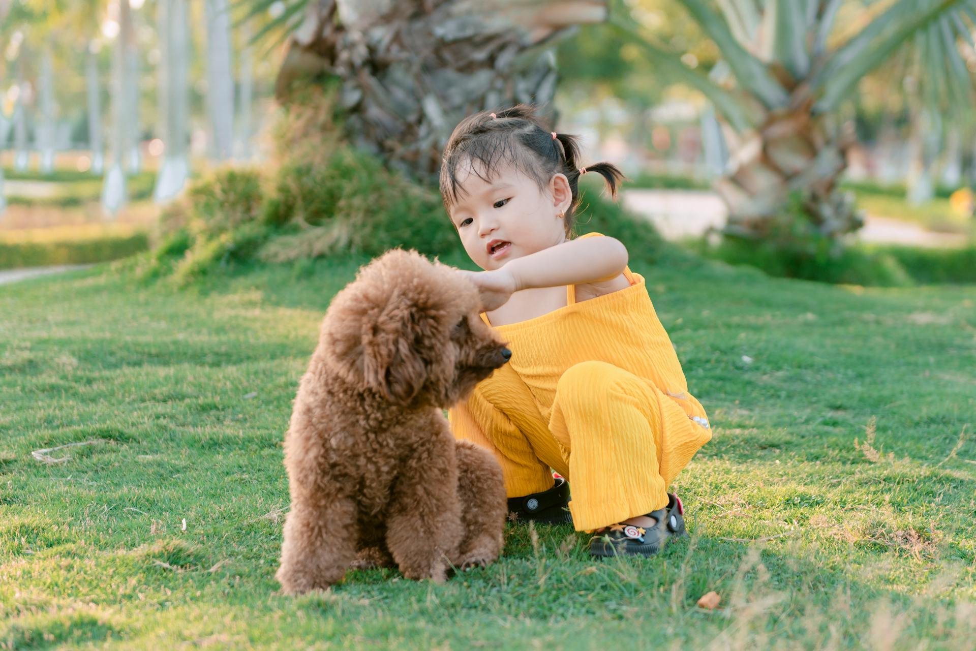 Girl Playing with Poodle at Park