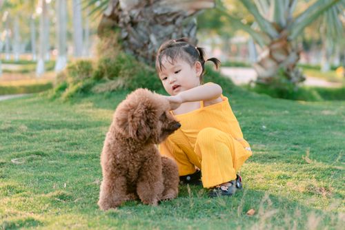 Free Young girl in a yellow outfit playing with her poodle dog in a sunny park setting. Stock Photo
