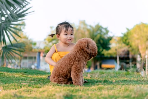 Free Adorable child in yellow playing with poodle on a sunny day in the park. Stock Photo