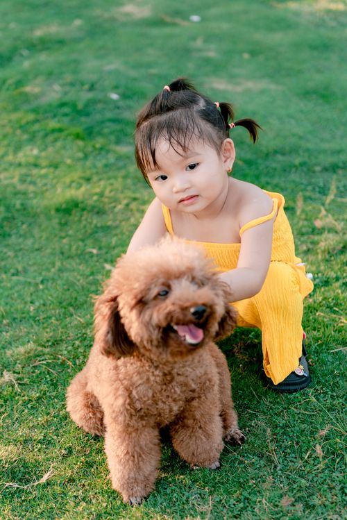 Free A young girl in a yellow outfit sits on grass, petting a happy brown poodle. Stock Photo
