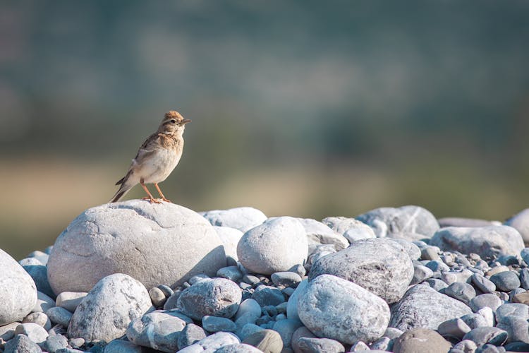 Greater Short-toed Lark Singing