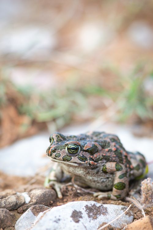 Free Close-up of a European Green Toad on rocky ground in Podgorica, Montenegro. Stock Photo