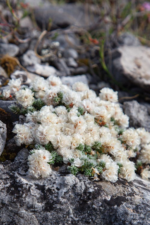 Kostnadsfri bild av anläggning, blommor, jord