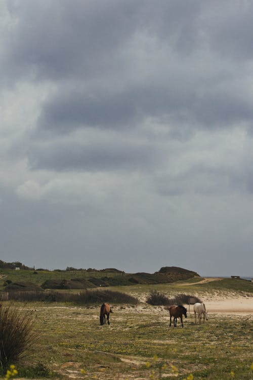 A group of horses standing in a field under a cloudy sky