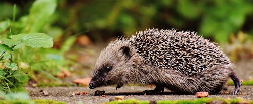 Gray Hedgehog Sniffing on Brown Soil