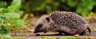 Gray Hedgehog Sniffing on Brown Soil